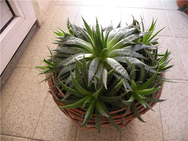 kaktus